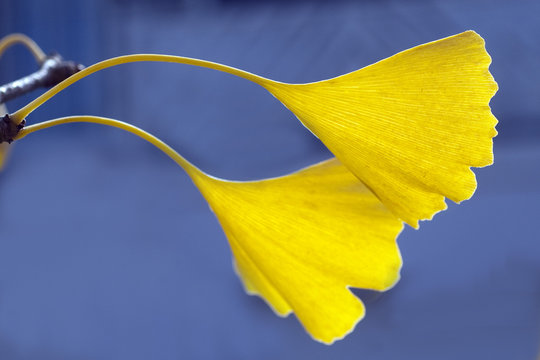 Ginkgoblaetter, Ginkgo, biloba,
