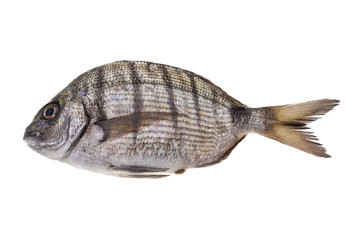 Raw Tilapia