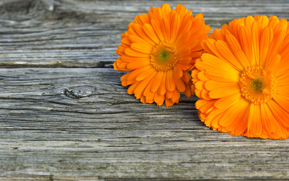Fototapeta marigold