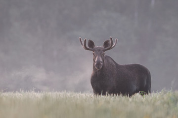 Bull Moose in fog