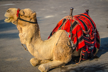 Bedouin camel