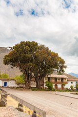 Large tree Pisonay with red, flower in Peru,Puno,South America