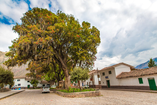 Large tree Pisonay with red, flower in Peru,Puno,South America