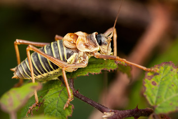 Ephippiger des vignes dans un murier