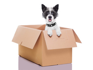 moving box dog