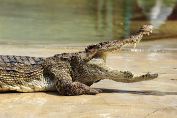 Nahaufnahme von Krokodil