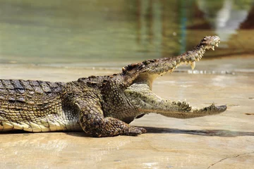 Crédence de cuisine en verre imprimé Crocodile grand plan, de, crocodile