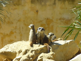 Famille Suricate 2