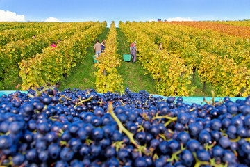 Weinlese im Remstal