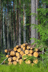 Harvested dry wood in a forest