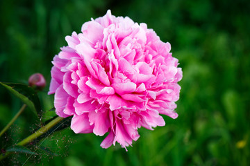 Fototapeta premium pink peony flower