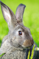 little gray rabbit on meadow