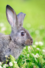 little gray rabbit on meadow
