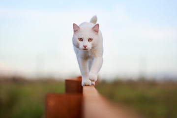Chat blanc sur clôture
