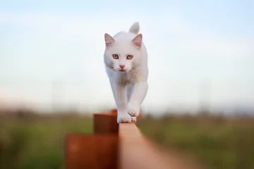 Garden poster Cat White cat on fence