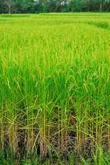Rice field