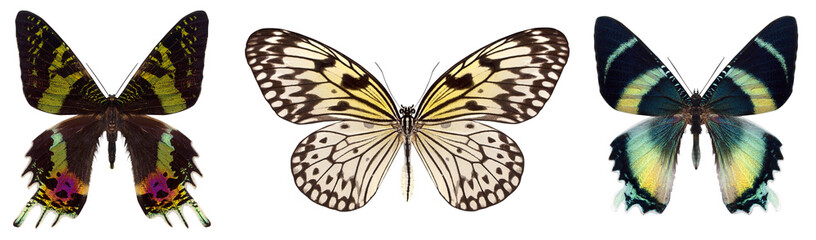 Many different beautiful butterflies