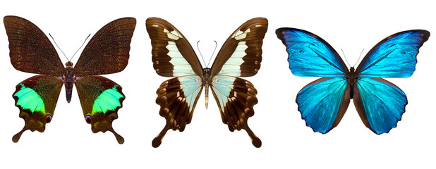 Many different beautiful butterflies