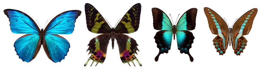 Many different beautiful butterflies