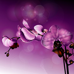 3d dark pink orchid flower illustration - 57611184
