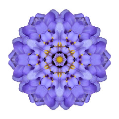 Mandala Flower Isolated Blue Iberis Kaleidoscope