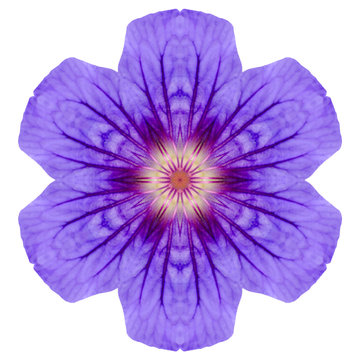 Purple Mandala Geranium Flower Isolated on White