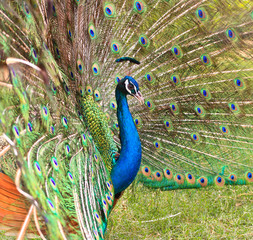 Obraz premium Peacock in the pairing season