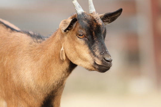 brown beautiful goat ram