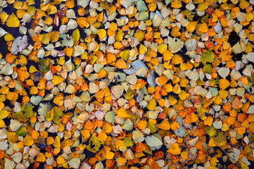 Colorful autumn leaves