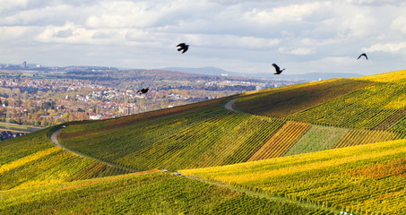 Ausblick  ins Tal, Weinberge im Herbst, Schnait