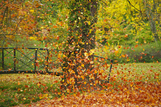 Buntes Herbstlaub fliegt durch die Luft im Park