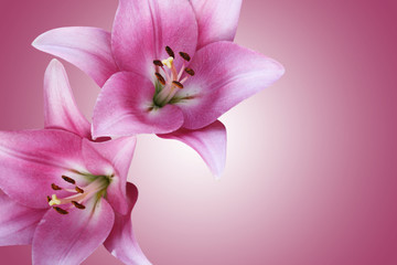 Two gentle pink lilies on a  pink background