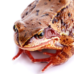 Portrait of a frog.