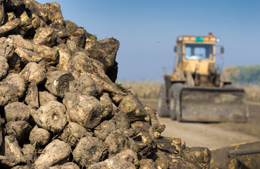 Sugar beet pile after harvest