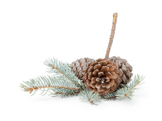 blue spruce twig with three cones