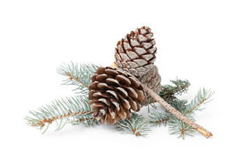 blue spruce twig with three cones