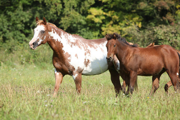 Mare with foal running in freedom