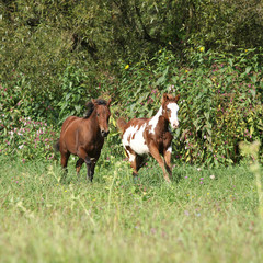 Two foals running together in freedom
