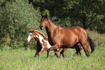 Fototapeta premium Mare with foal running in freedom