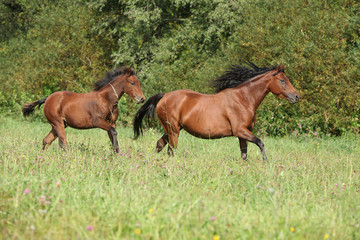 Brown quarter horse mare with foal running