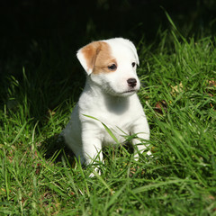 Fantastic adorable Jack Russell terrier puppy