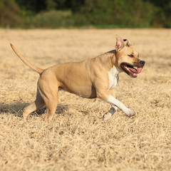American Staffordshire Terrier running