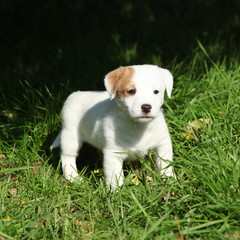 Adorable jack russell terrier puppy standing