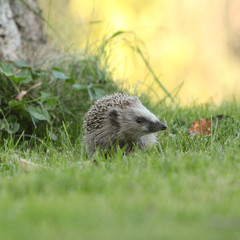 Little hedgehog looking at you