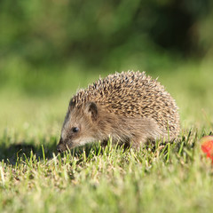 Little hedgehog looking at you