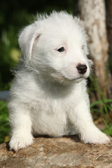 Adorable jack russell terrier puppy on some stone