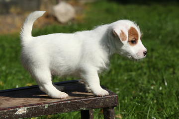 Naklejka na ściany i meble Adorable jack russell terrier puppy standing