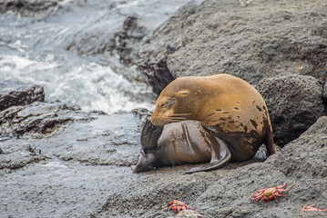 Galapagos-Seelöwe