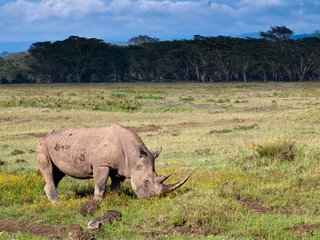 Adult rhino eating grass