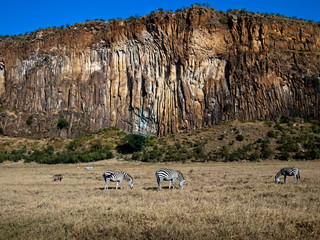 Panoramma canyon with three zebras